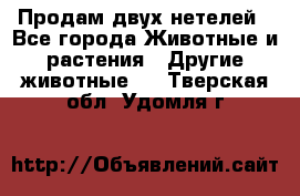 Продам двух нетелей - Все города Животные и растения » Другие животные   . Тверская обл.,Удомля г.